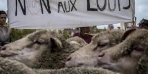 À Lyon, un millier de brebis en balade pour protester contre le plan Loup