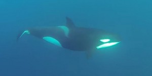 Des plongeurs se retrouvent nez-à-nez avec des orques au large du Cap Ferret