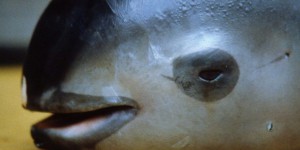 Un marsouin du Pacifique, espèce en grand danger, meurt en captivité