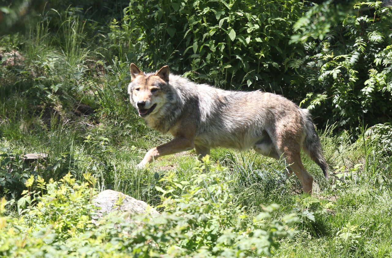 Somme : un loup a été identifié en octobre