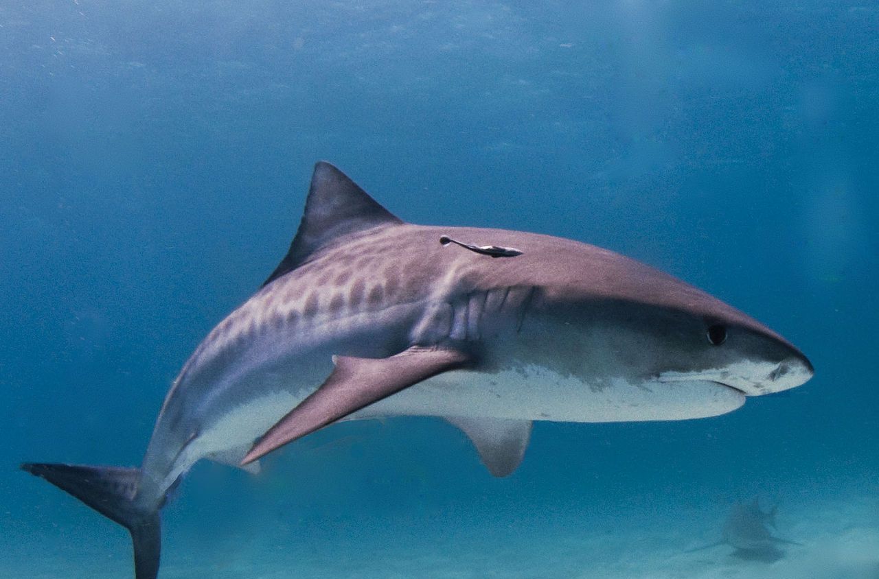 Costa Rica : une touriste américaine tuée par un requin-tigre