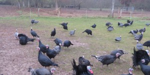 Maine-et-Loire : un élevage de dindes en quarantaine après une suspicion de grippe aviaire