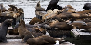 Des nageurs attaqués par des lions de mer dans la baie de San Francisco