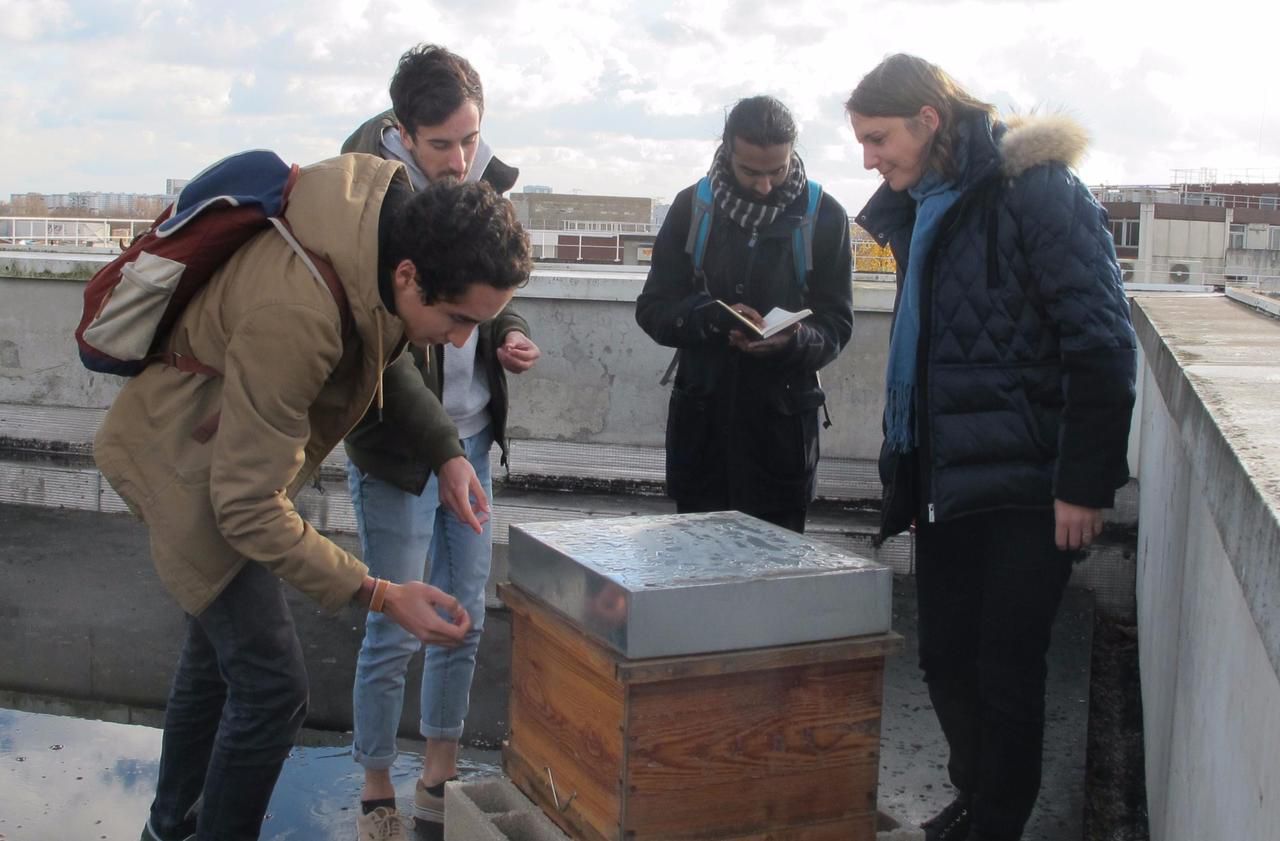 Saint-Denis : 200 000 abeilles sur le toit de la bibliothèque universitaire