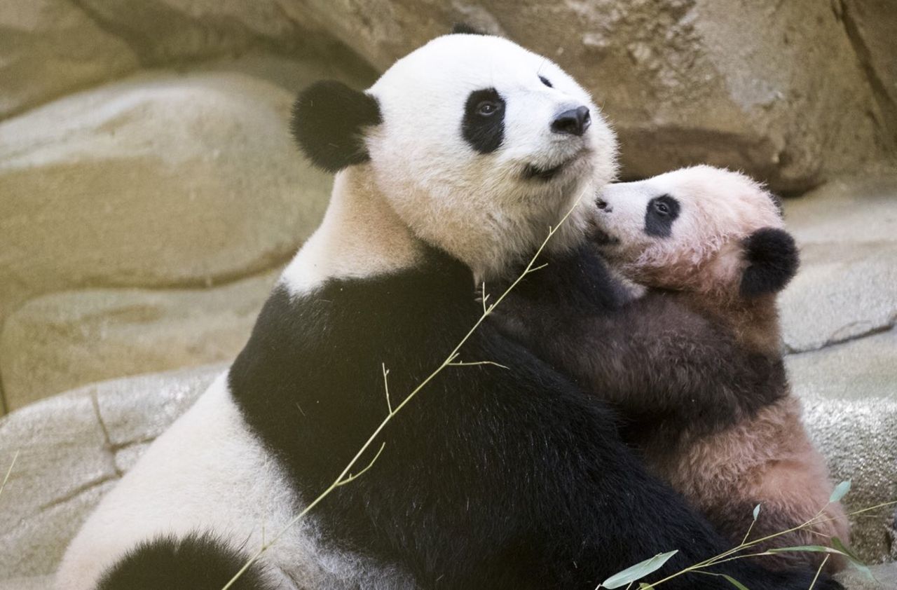 Bébé panda  : première sortie publique de Yuan Meng au zoo de Beauval