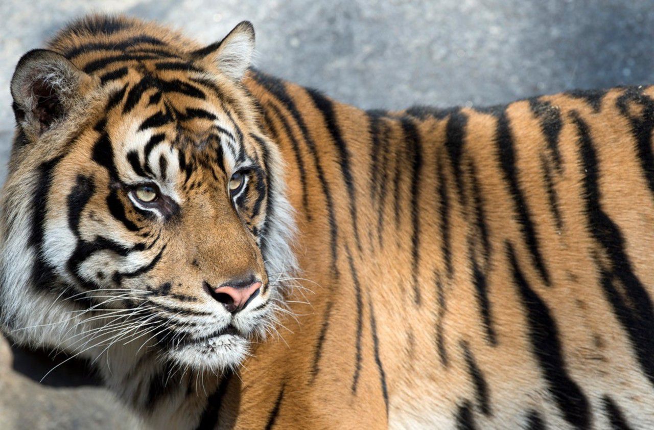 Indonésie : une employée d’une plantation de palmiers tuée par un tigre