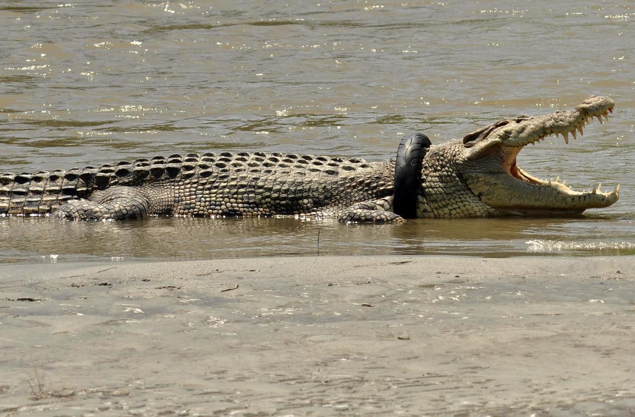 Indonésie : un pneu autour du cou, un crocodile risque d’étouffer