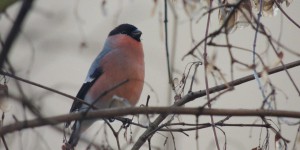 Pollution sonore : les oiseaux ne s'entendent plus chanter