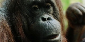 Indonésie : un orang-outan criblé de balles, quatre suspects arrêtés