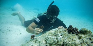 Polynésie : ils plantent des coraux pour reconstruire des récifs