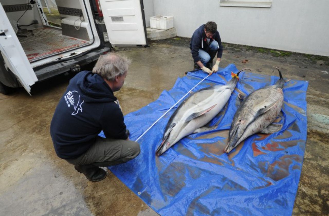 Sea Sheperd dénonce l’ «extermination» des dauphins sur les côtes françaises