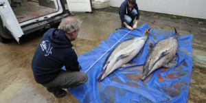 Sea Sheperd dénonce l’ «extermination» des dauphins sur les côtes françaises