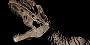 Un dinosaure d'une espèce inconnue exposé à Lyon