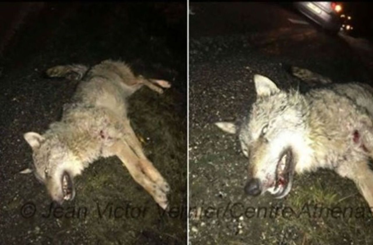 Doubs : l’animal tué par un automobiliste à Pontarlier est bien un loup