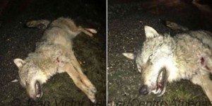Doubs : l’animal tué par un automobiliste à Pontarlier est bien un loup