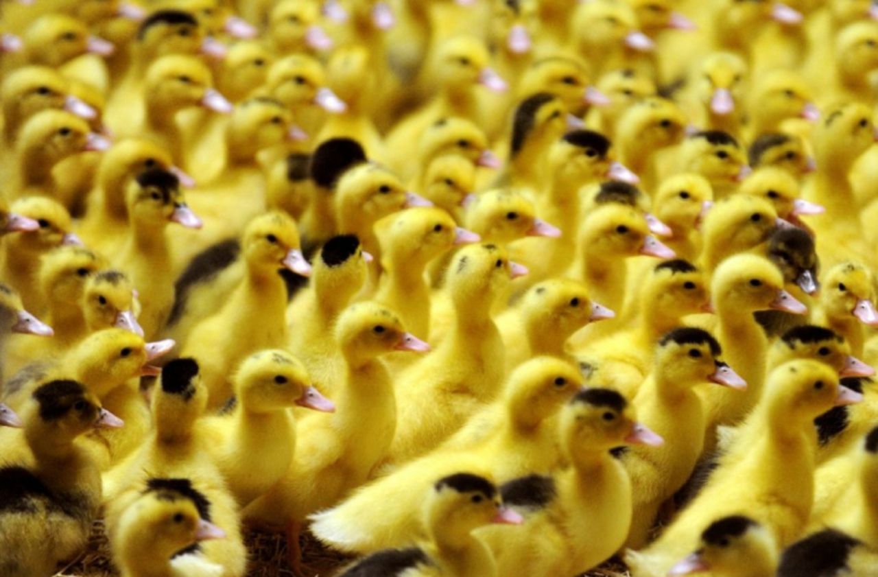 Grippe aviaire : 8 500 canards abattus dans un élevage des Deux-Sèvres