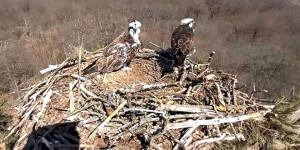 Loiret : un couple de rapaces filmé en direct depuis leur nid
