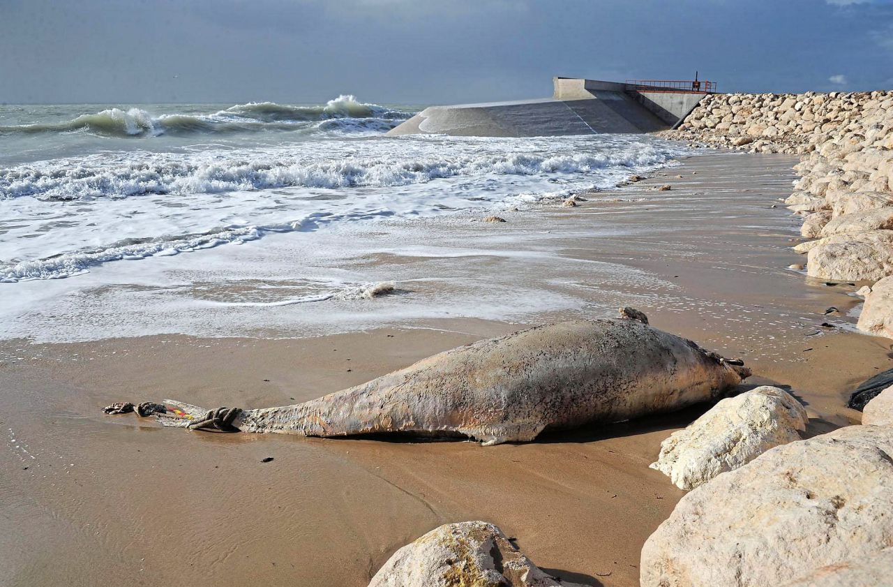 De nouveaux cadavres de dauphins s’échouent en Vendée