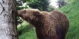 Pourquoi la réintroduction d’ours est un sujet explosif