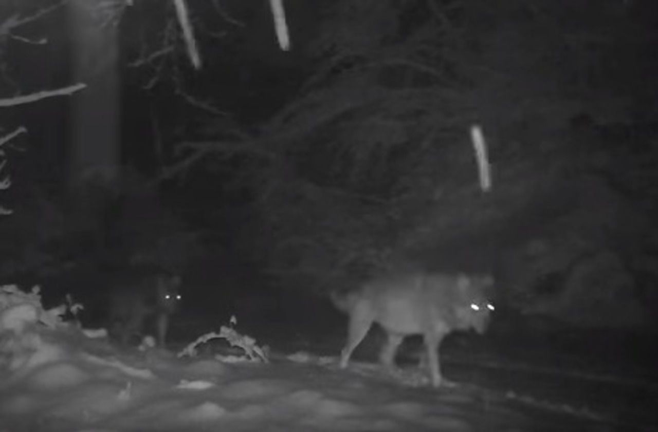 VIDEO. Drôme : un habitant filme une meute de cinq loups en pleine nuit
