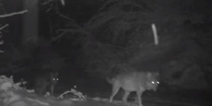 VIDEO. Drôme : un habitant filme une meute de cinq loups en pleine nuit
