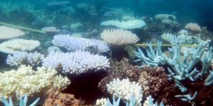 Climat : la Grande barrière de corail a subi des dégâts «catastrophiques»