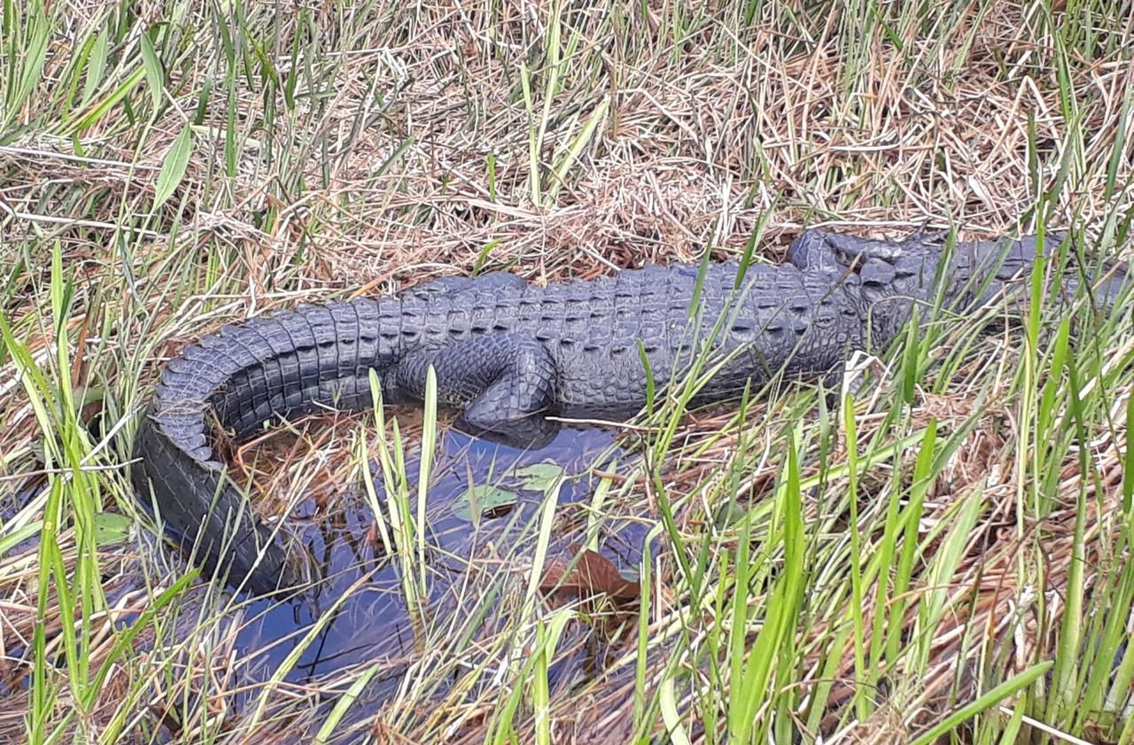 Floride : à la rencontre des alligators dans les Everglades