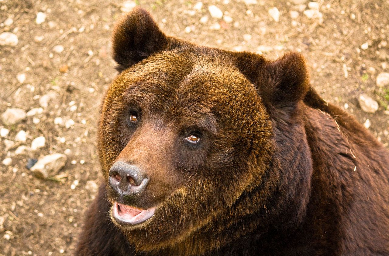Italie : un ours meurt pendant une opération dans un parc