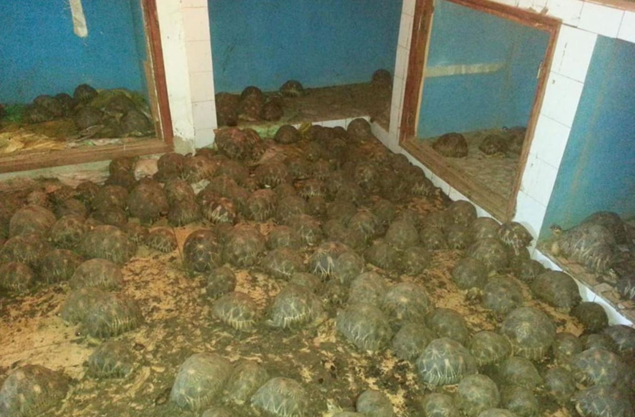 Madagascar : saisie de 10 000 tortues radiées, une espèce protégée