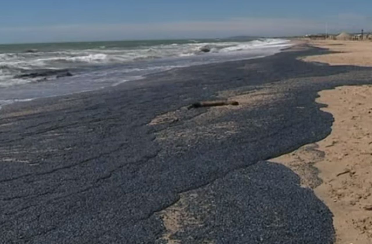 Des milliards de méduses échouées sur une plage de l’Hérault