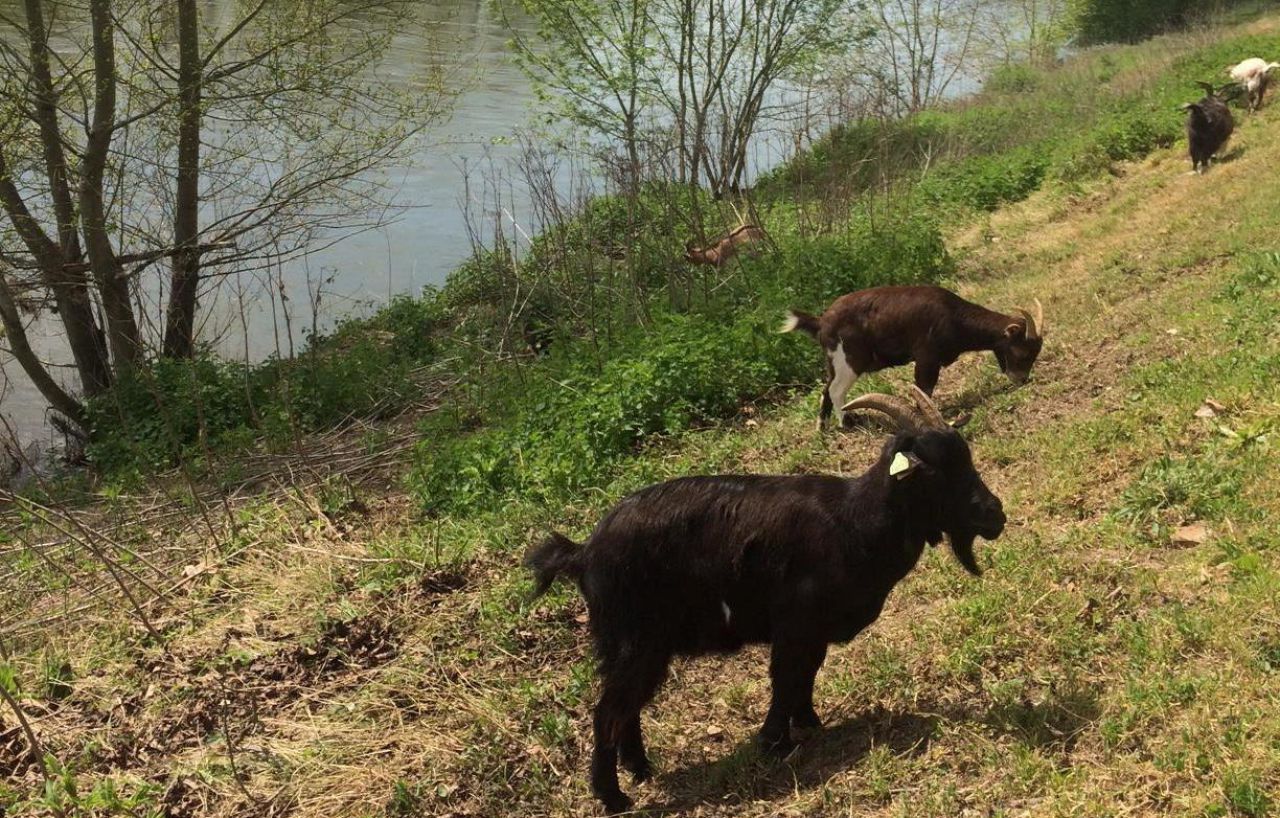 Orléans : sur les quais de Loire, chèvres et boucs remplacent les tondeuses
