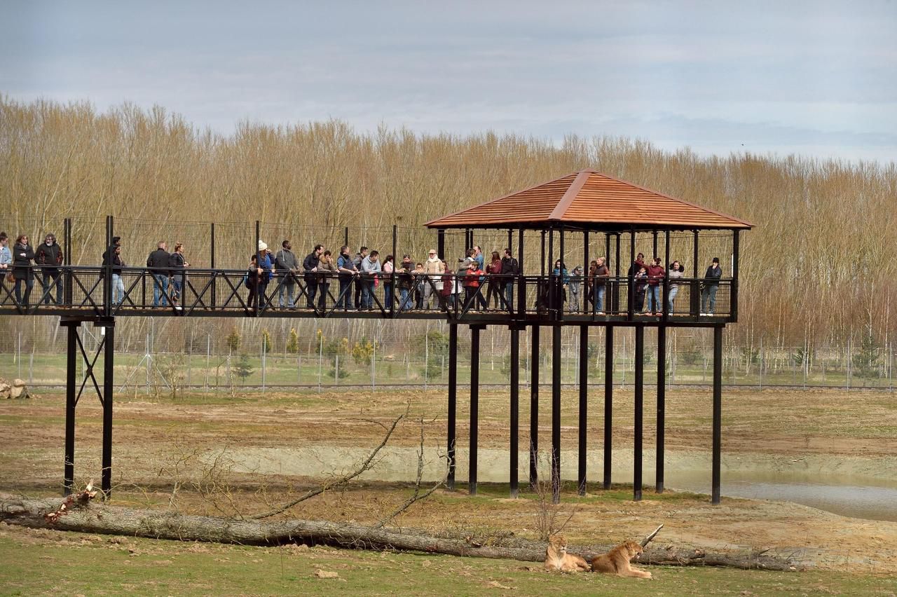 Parc des félins : une passerelle de 4 m de haut pour admirer lions et tigres