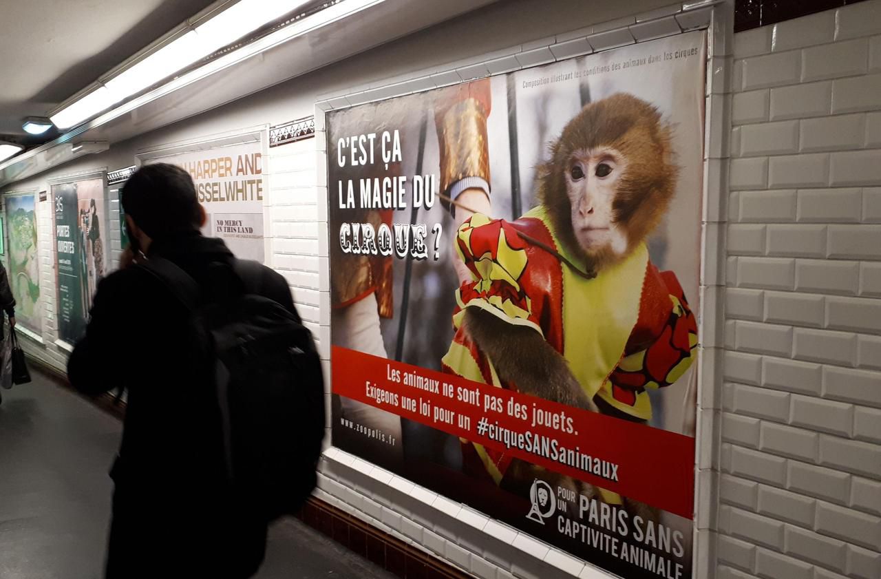 Paris : pour l’association Zoopolis «la question animale n’est pas prise au sérieux» dans la capitale