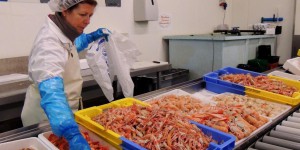 Pêche durable : Lorient en pince pour la langoustine