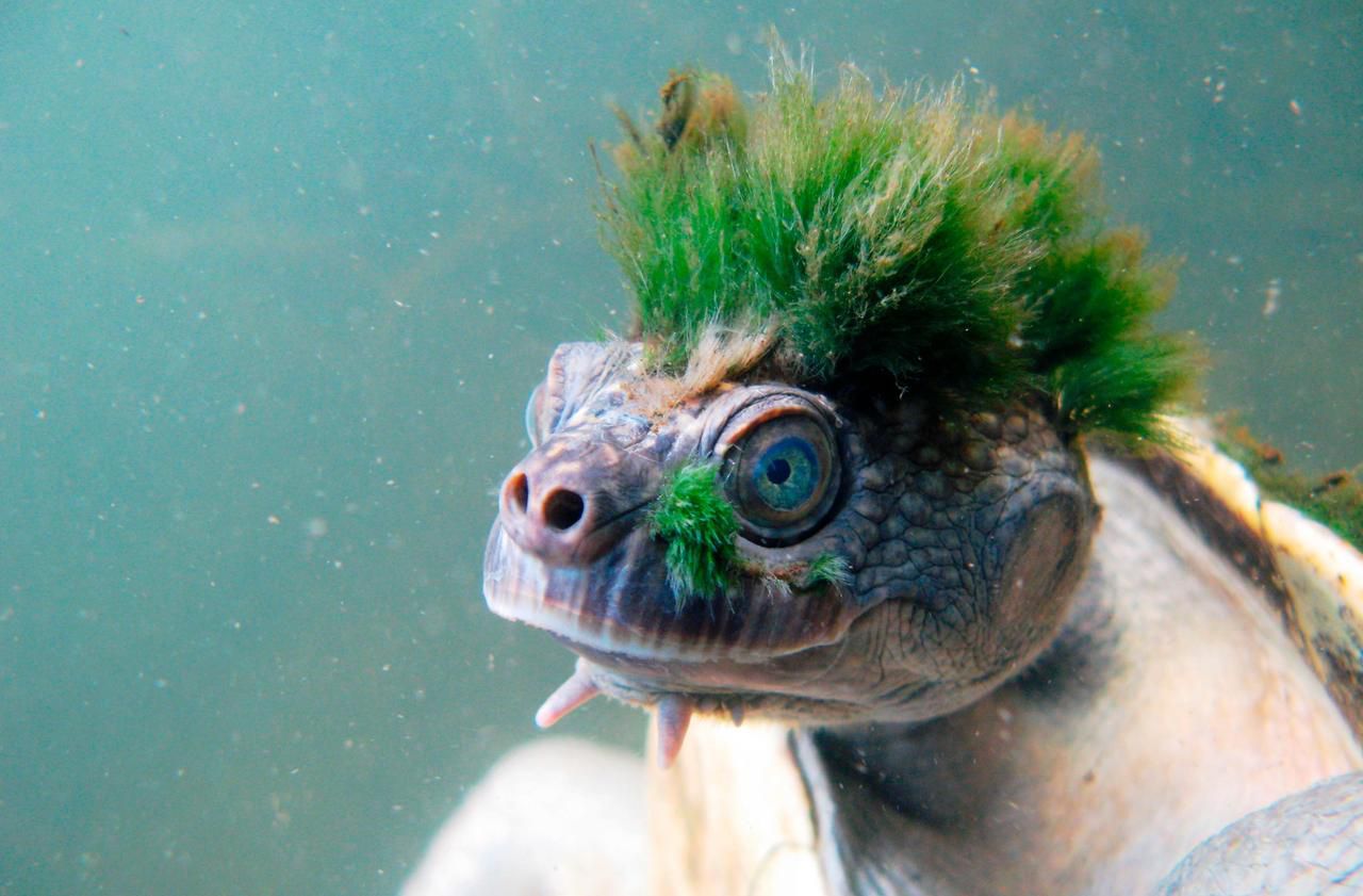 La tortue australienne aux airs de punk rejoint une liste de reptiles menacés