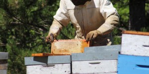 Une cagnotte lancée après la mort de 2 millions d’abeilles en Haute-Garonne