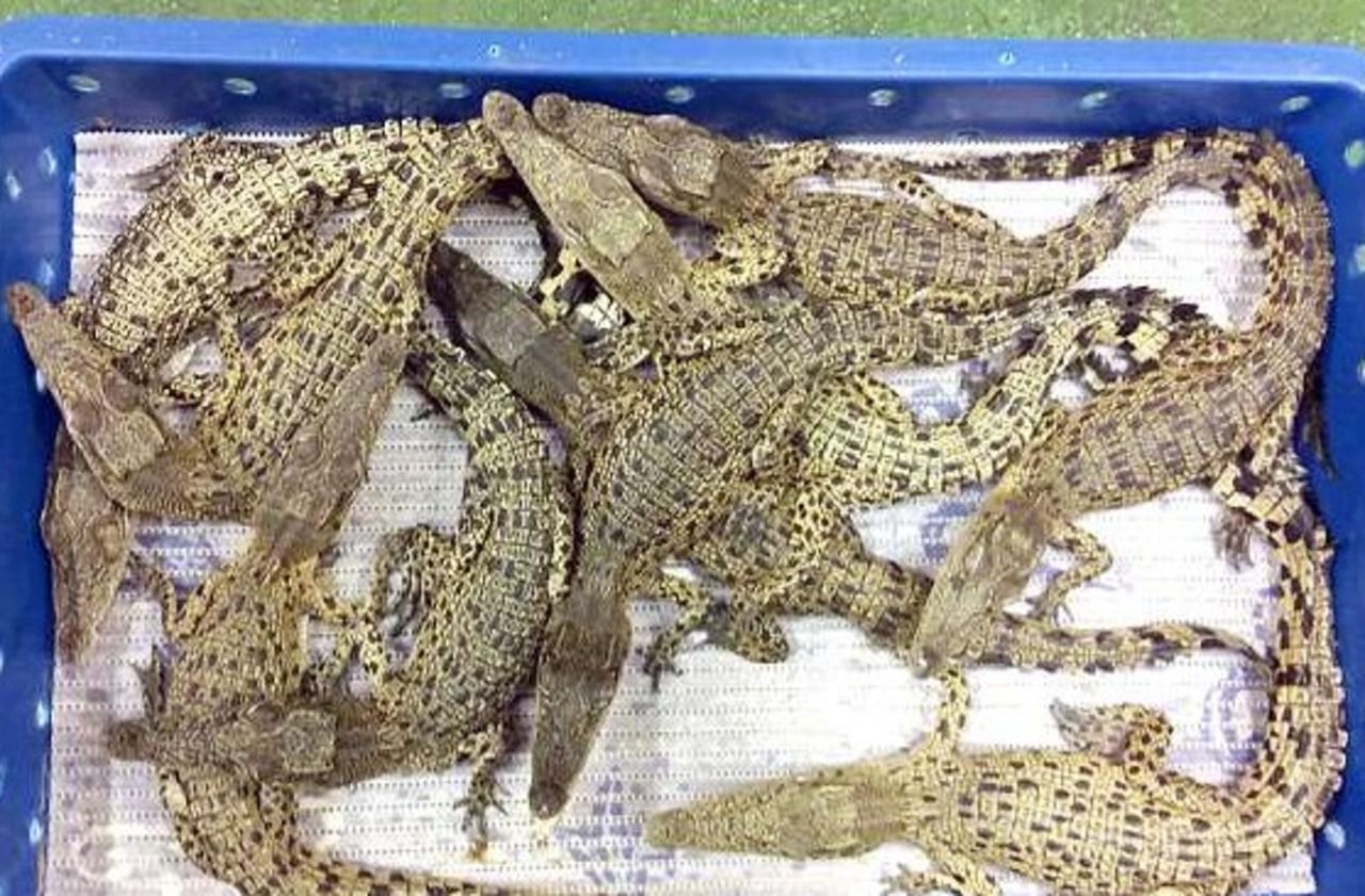 Londres : la police saisit 50 crocodiles vivants à l’aéroport d’Heathrow