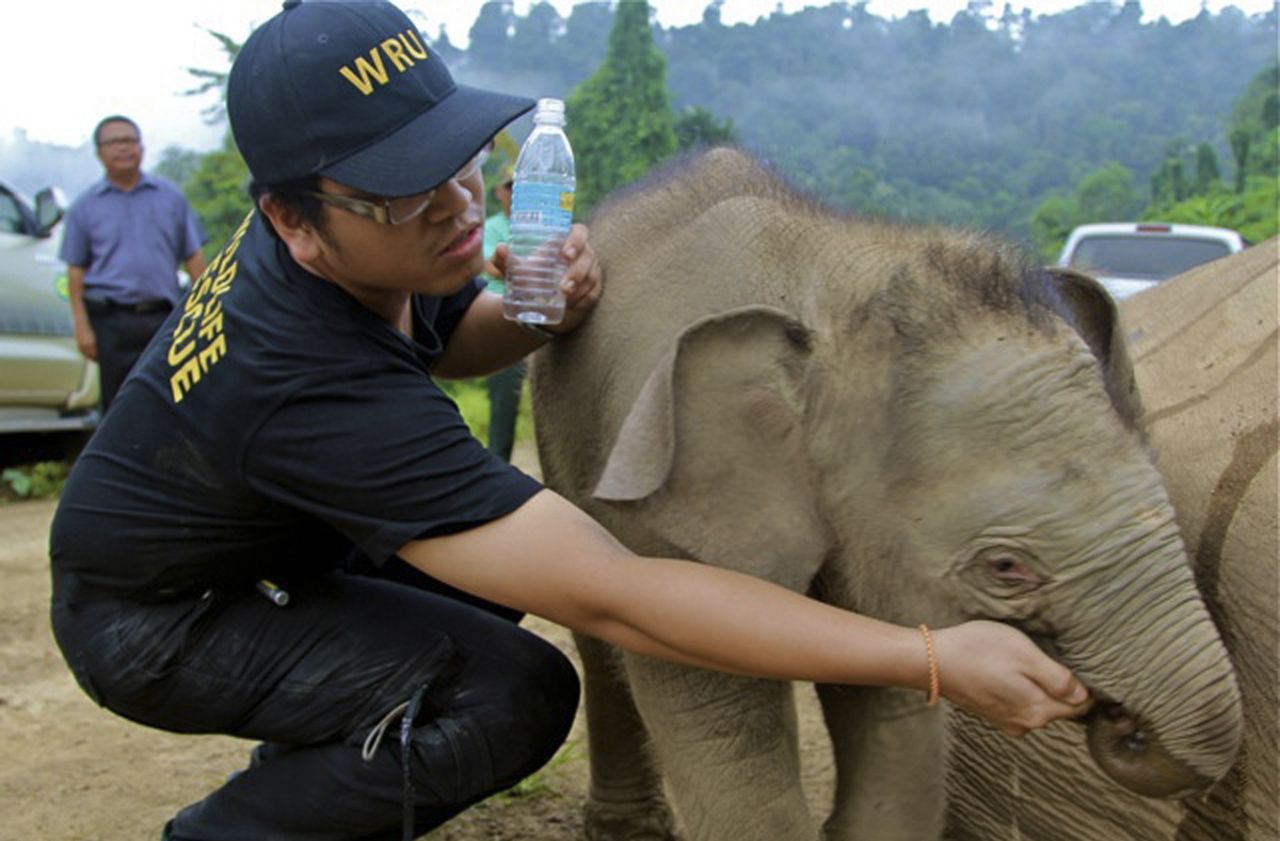 Malaisie : mort suspecte de six éléphants dans une plantation