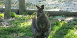 Rhône-Alpes : un wallaby en cavale