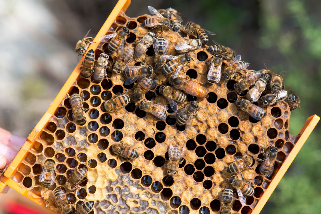 Le bizzzness des reines d’abeilles