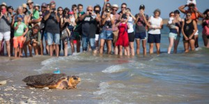 Nouvelle-Aquitaine : six tortues retrouvent l’océan