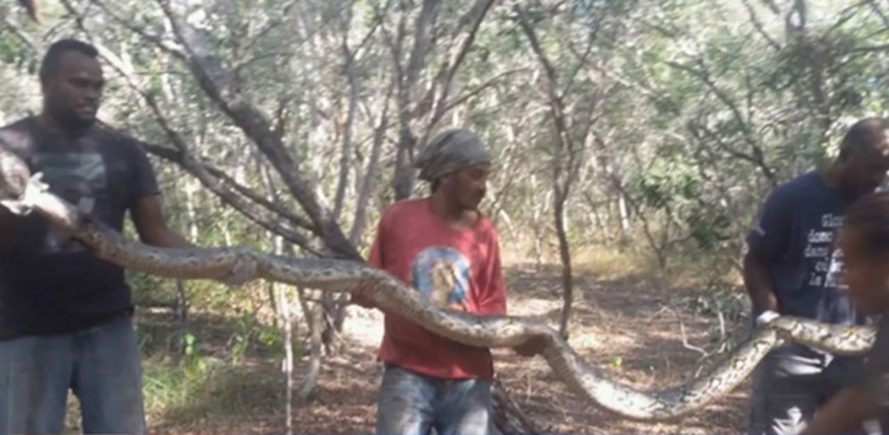 Nouvelle-Calédonie : découverte rare d’un python de 4 mètres dans la forêt