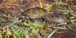 Une nouvelle espèce de tortue découverte au Mexique