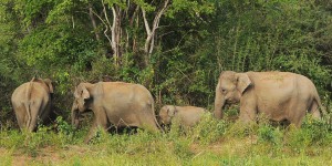 Thaïlande  : un homme piétiné à mort par cinq éléphants