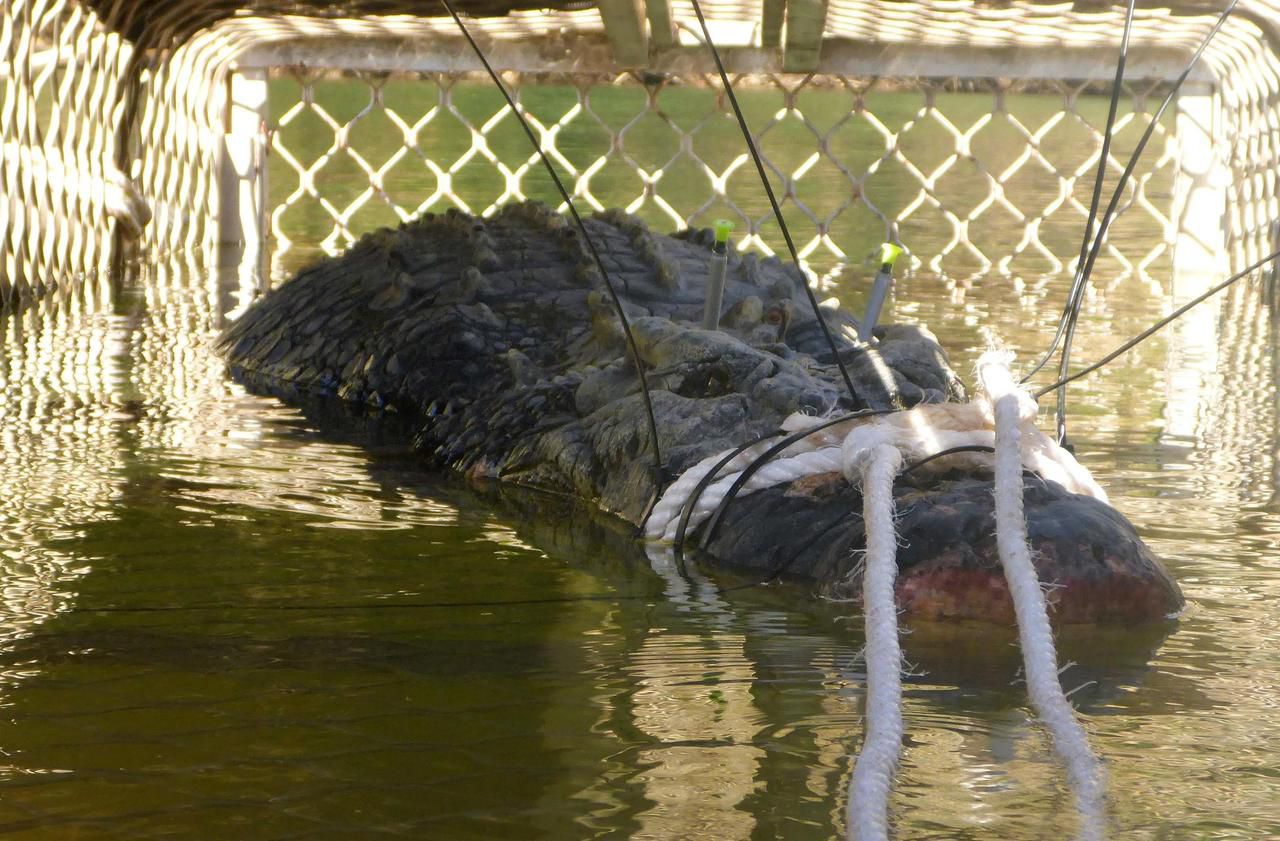 Australie : huit ans pour capturer ce crocodile de 600 kg