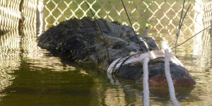 Australie : huit ans pour capturer ce crocodile de 600 kg
