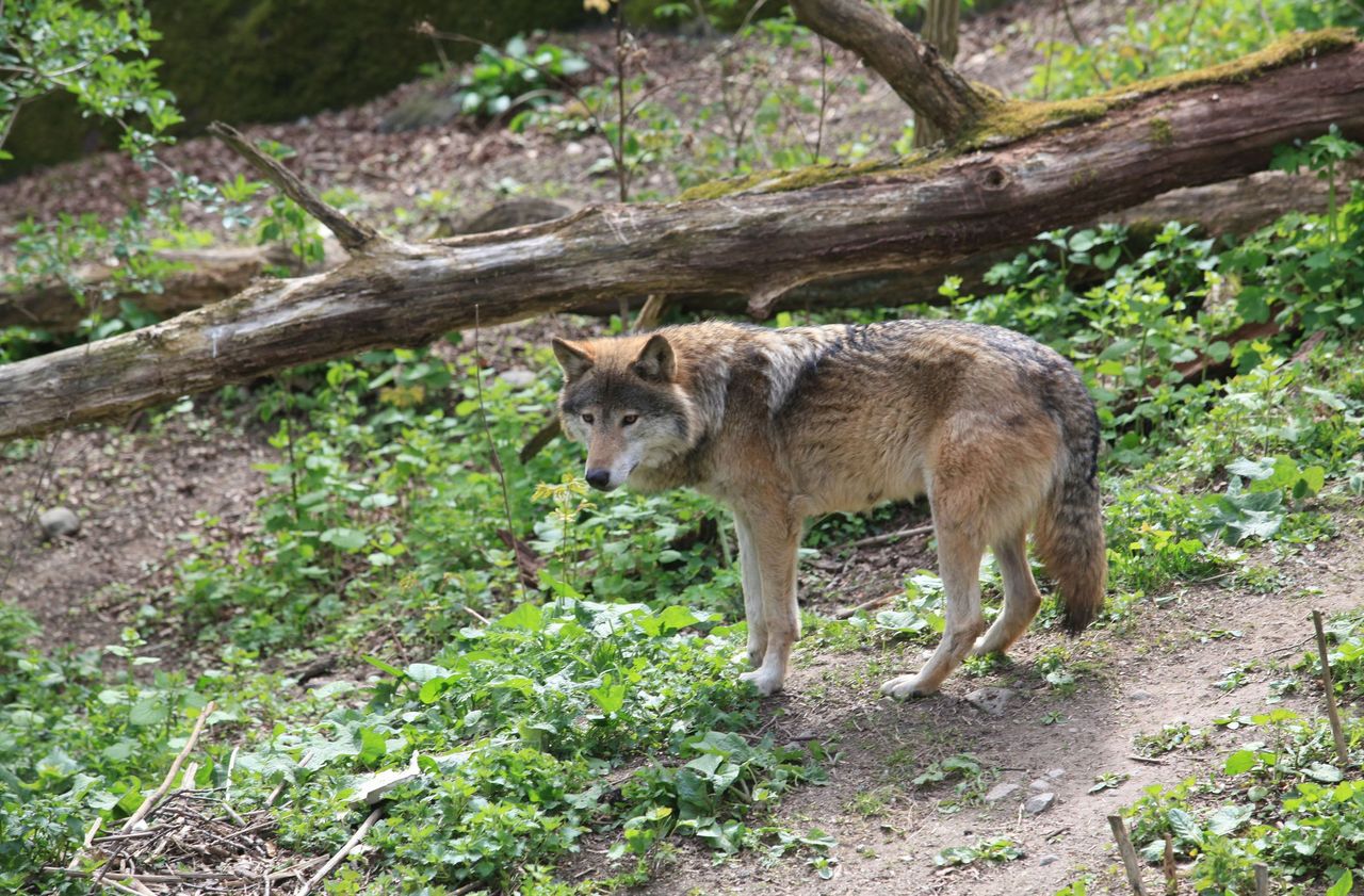 Battue aux loups dans le Béarn : une enquête ouverte
