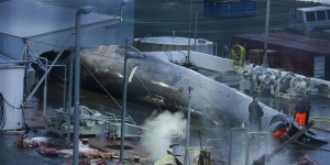 Islande : le cétacé harponné n’était finalement pas une baleine bleue