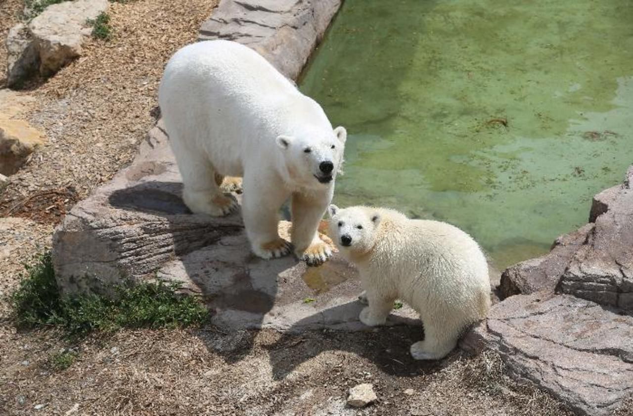 Marineland d’Antibes : une pétition demande le transfert «en urgence» d’un ours blanc
