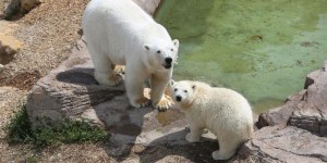 Marineland d’Antibes : une pétition demande le transfert «en urgence» d’un ours blanc